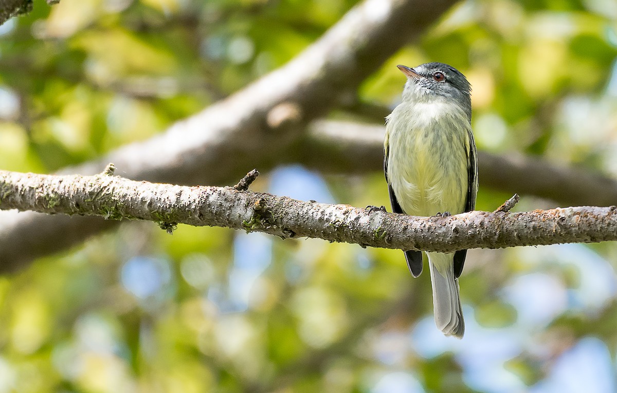 White-fronted Tyrannulet - ML247422911