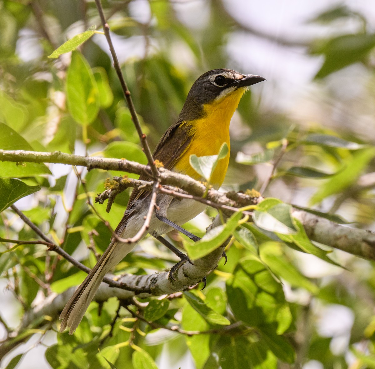 Yellow-breasted Chat - Scott Holt