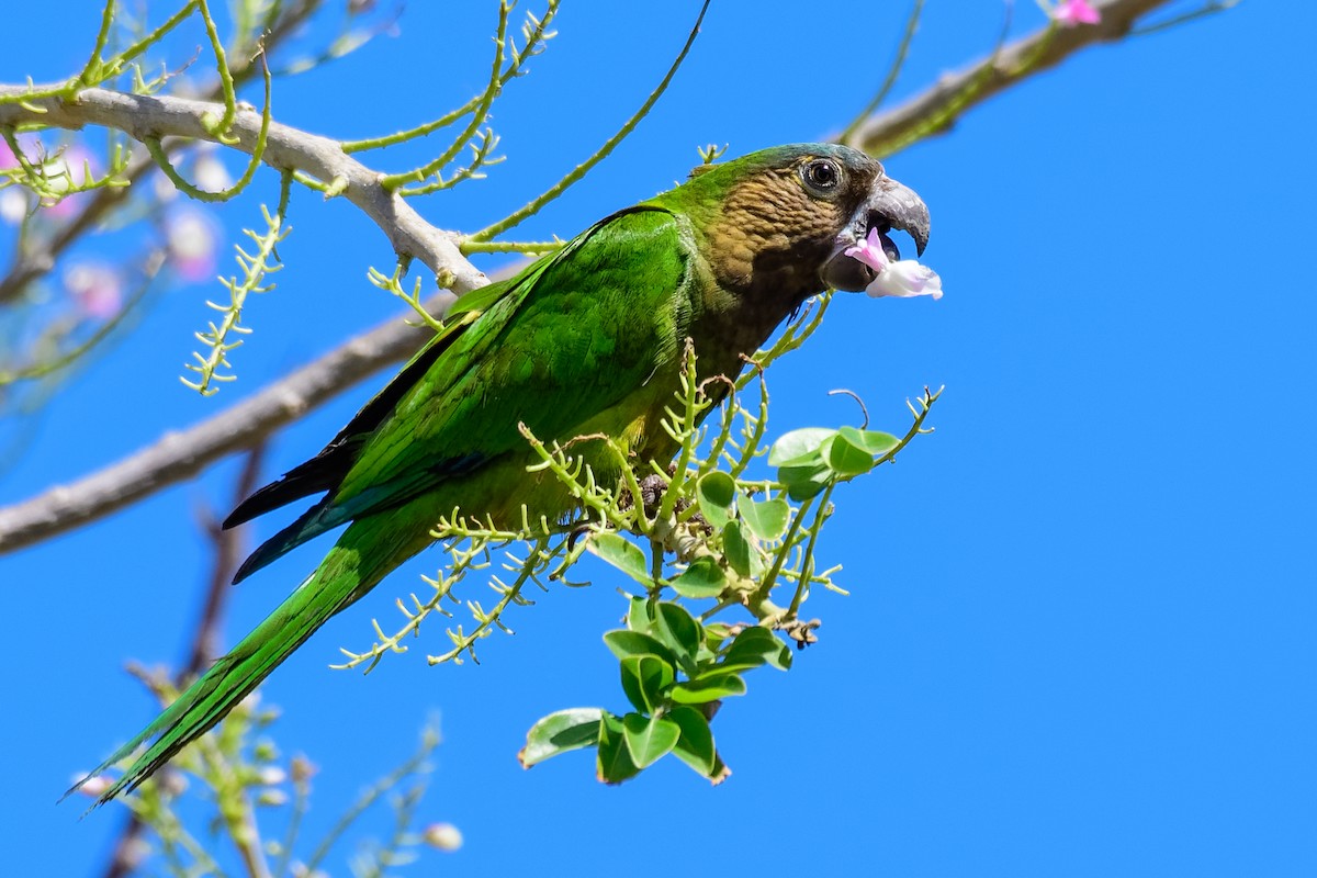 Brown-throated Parakeet - Don Danko
