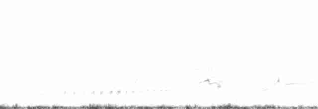 Uzun Kuyruklu Düdükçün - ML247432411