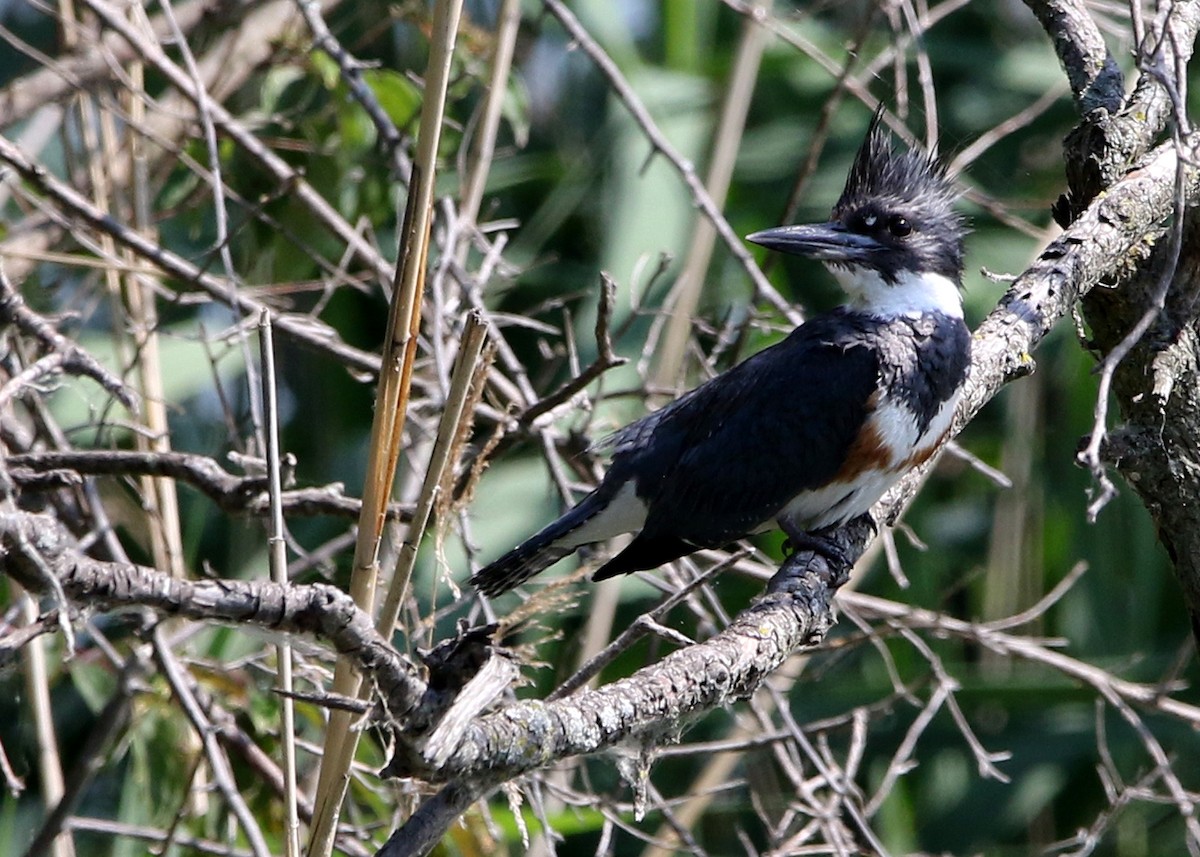 Belted Kingfisher - Bruce Arnold