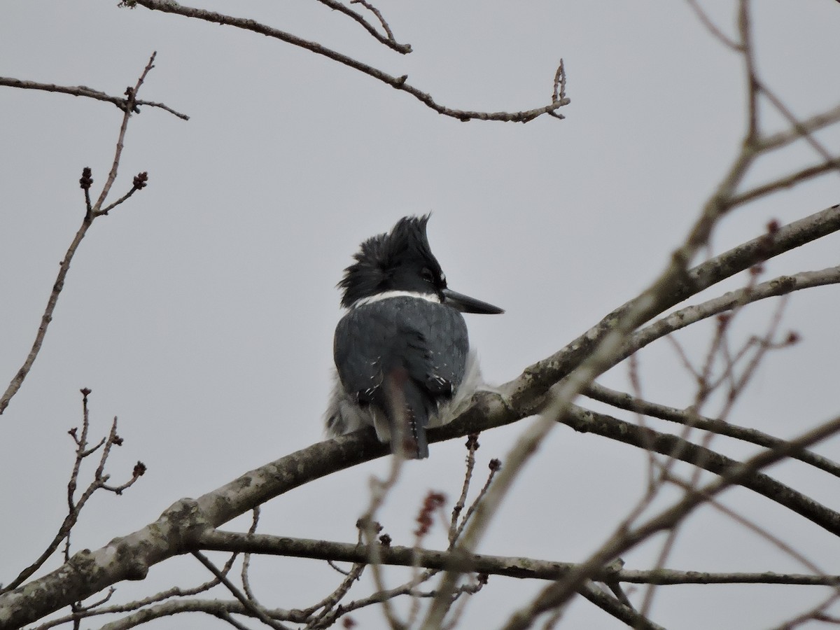 Belted Kingfisher - ML24744181