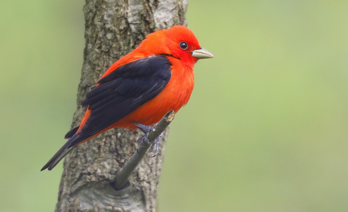 Scarlet Tanager - ML247445011