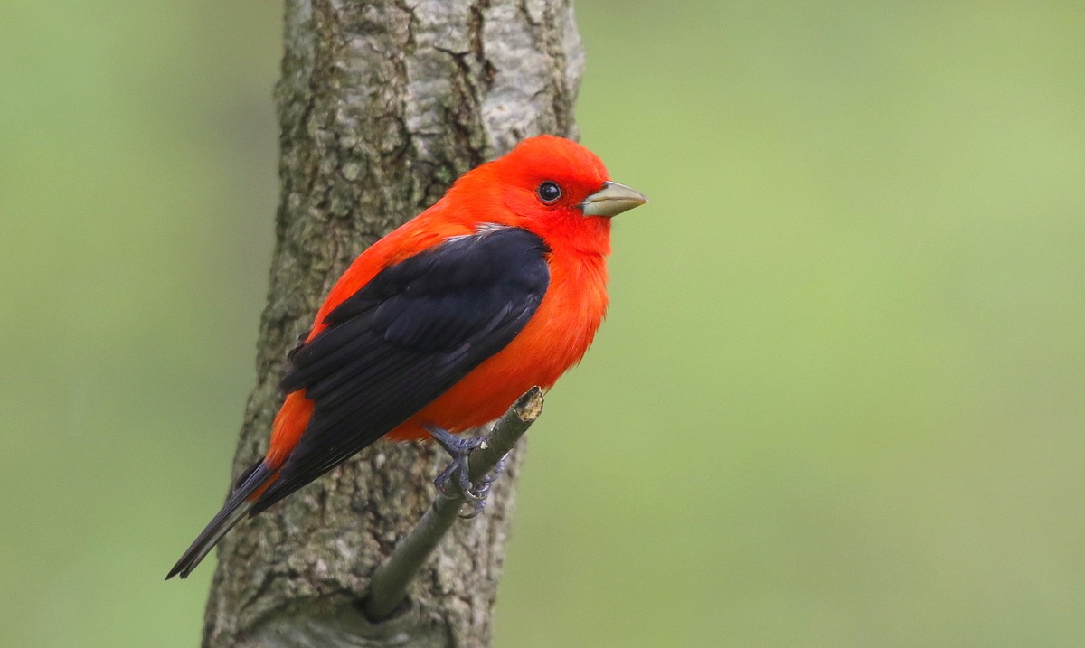Scarlet Tanager - ML247445061