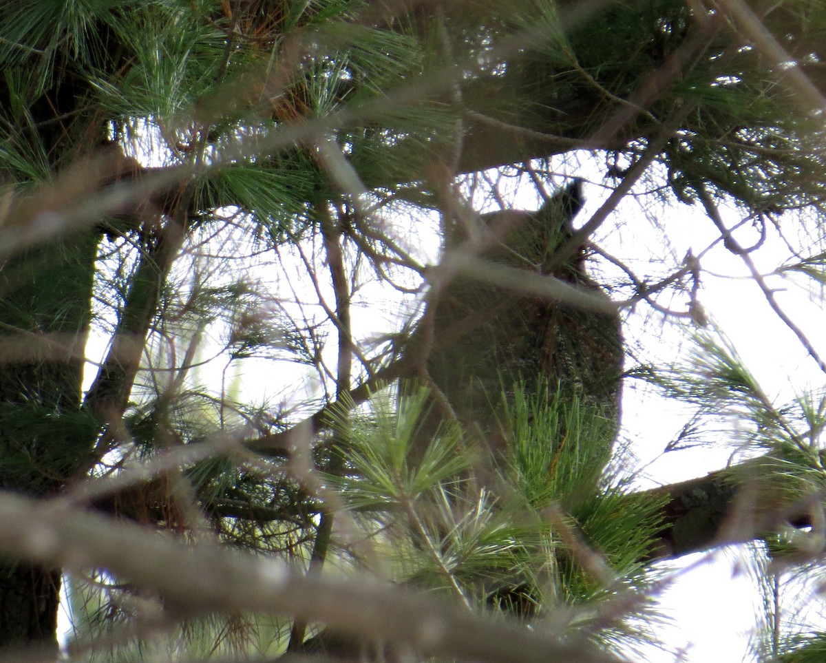 Great Horned Owl - ML24744561