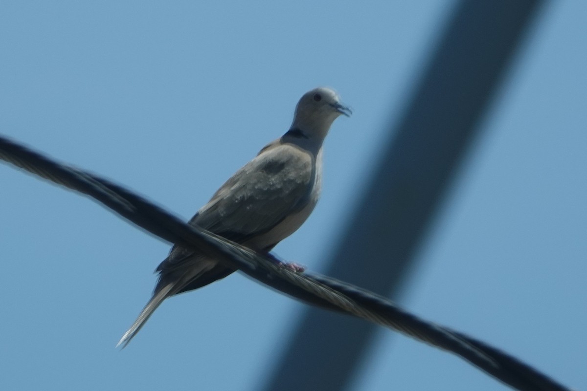 Eurasian Collared-Dove - ML247446941