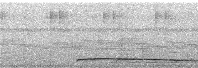 Gura Güvercini (cervicalis) - ML247447