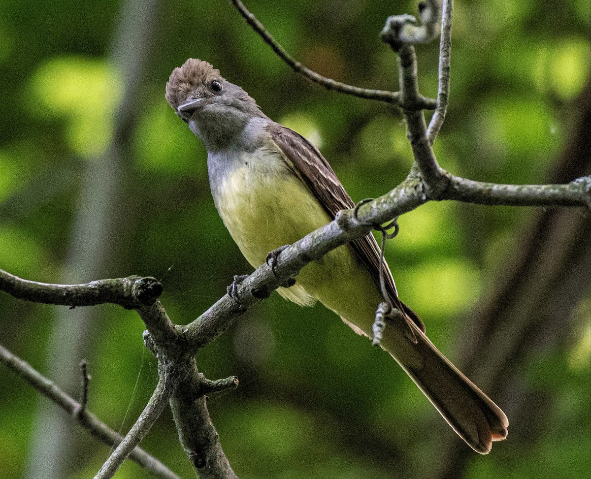 Great Crested Flycatcher - ML247455201