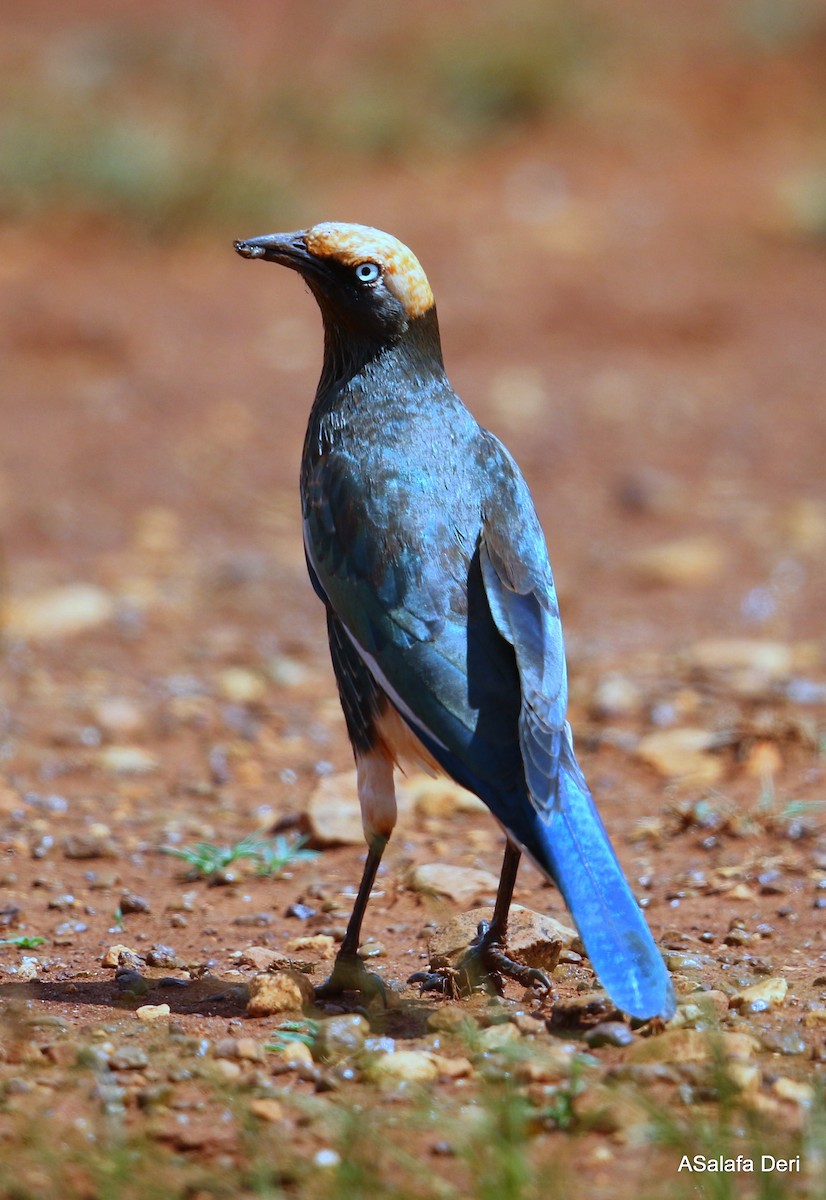 White-crowned Starling - ML247460381
