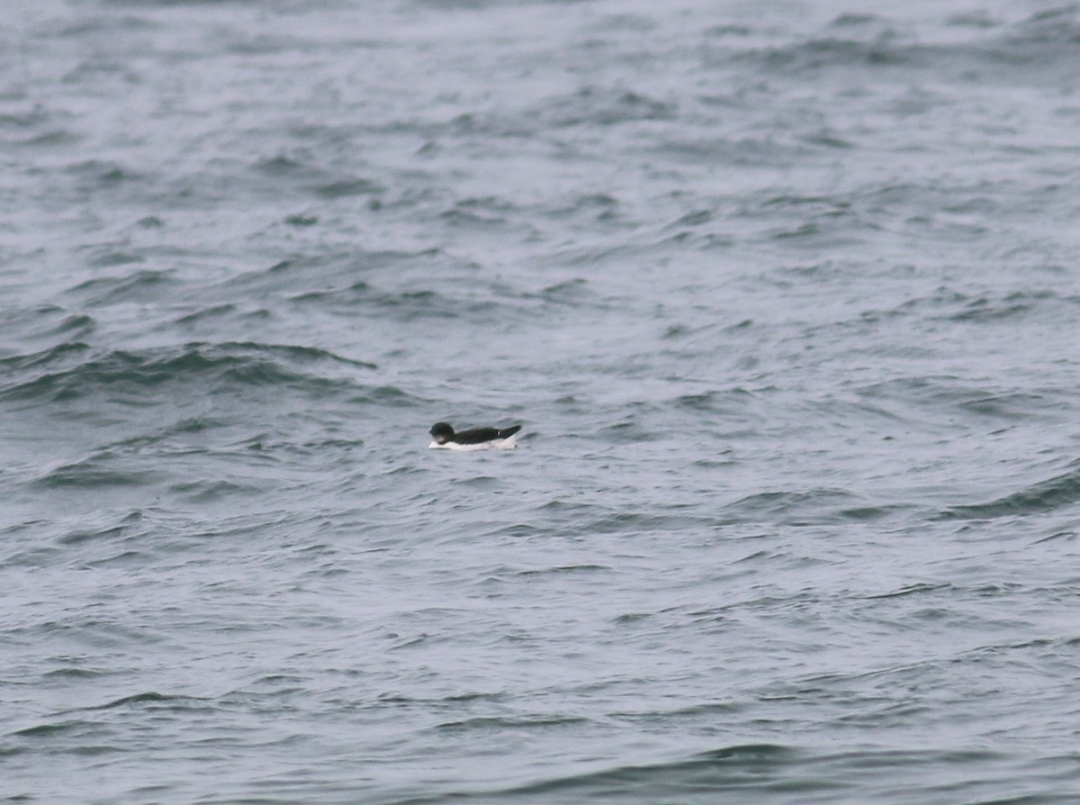 Thick-billed Murre - ML24746501