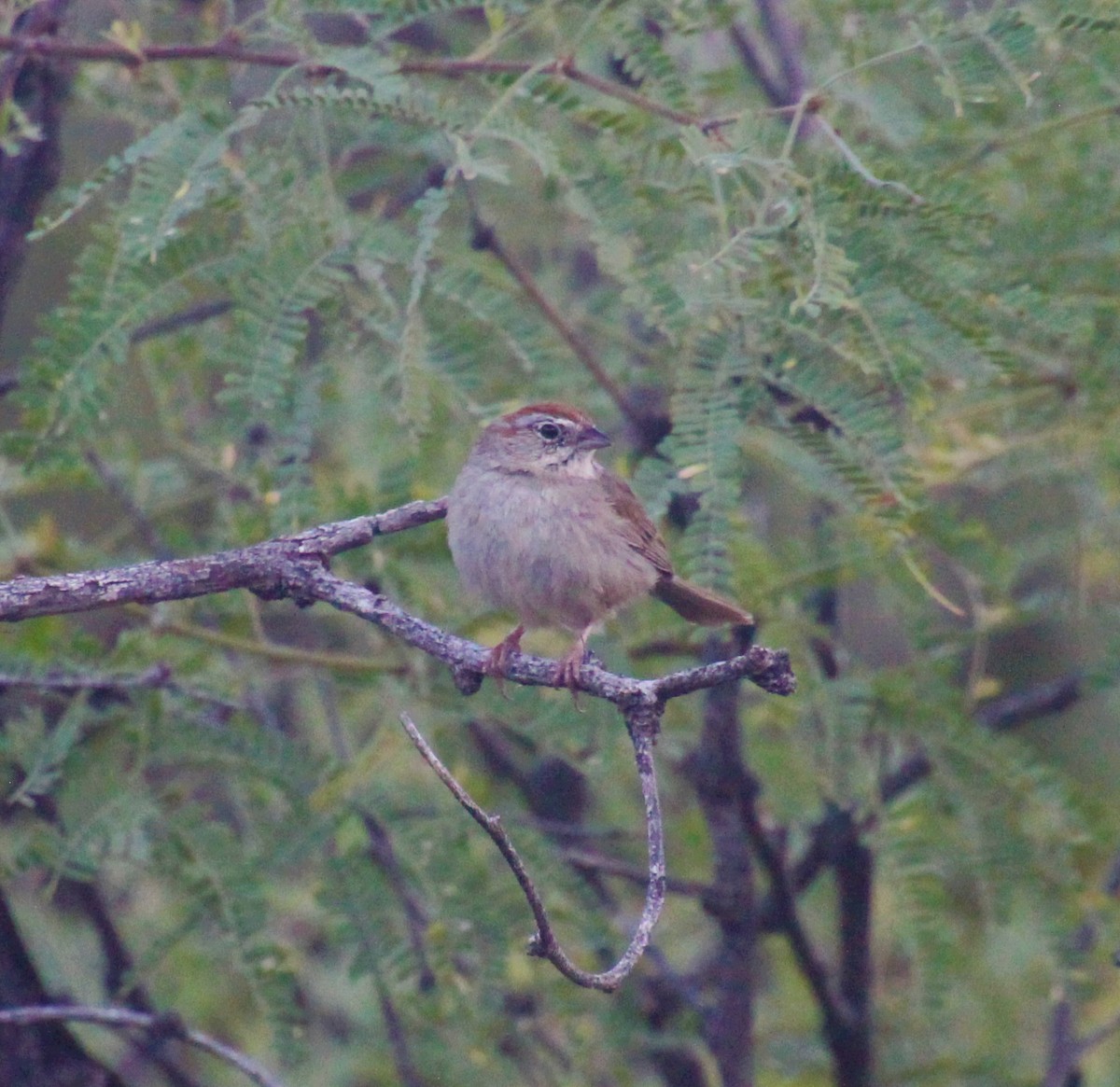 Rufous-crowned Sparrow - ML247467261