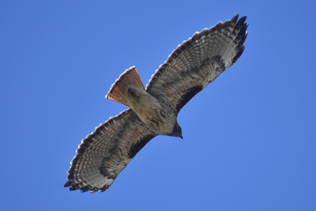 Red-tailed Hawk - ML247467641
