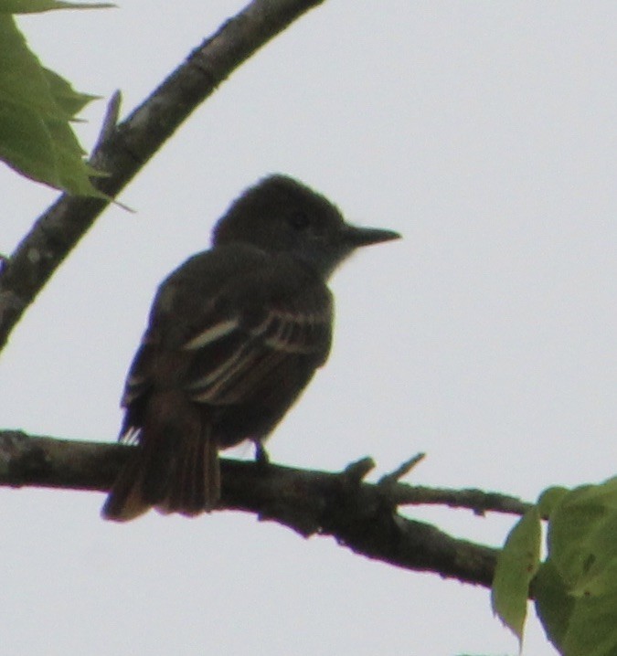 Great Crested Flycatcher - ML247469151