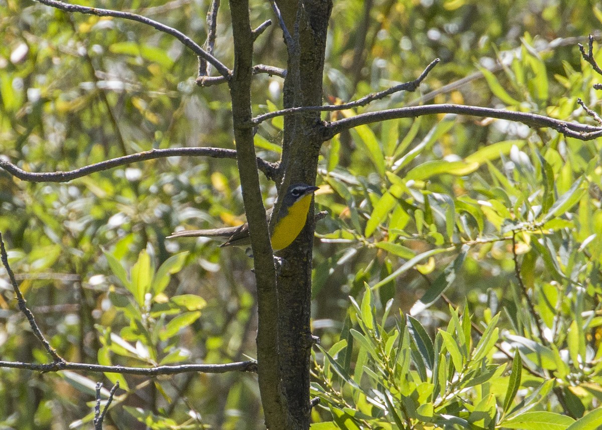 Yellow-breasted Chat - ML247469491