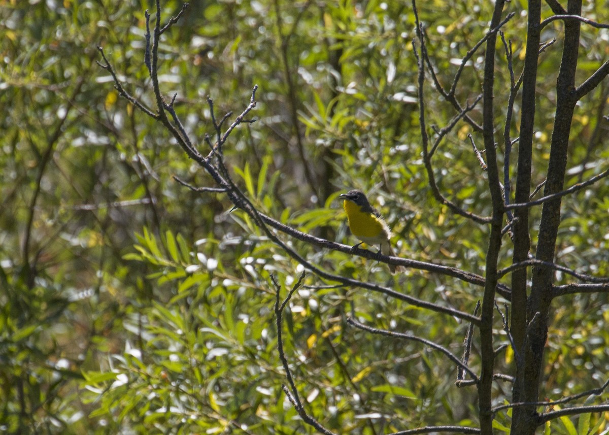Yellow-breasted Chat - ML247469581