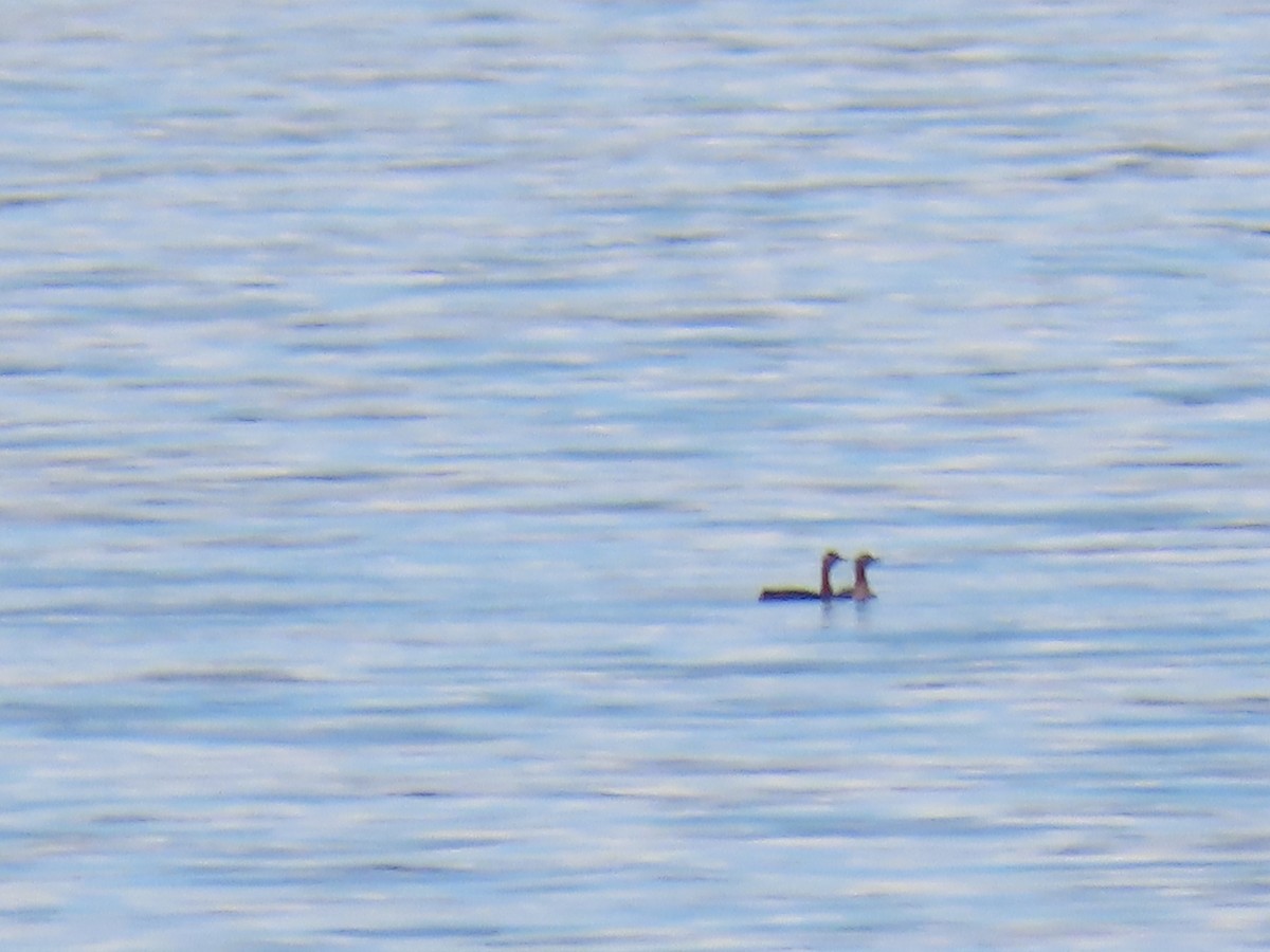 Red-necked Grebe - ML247471351