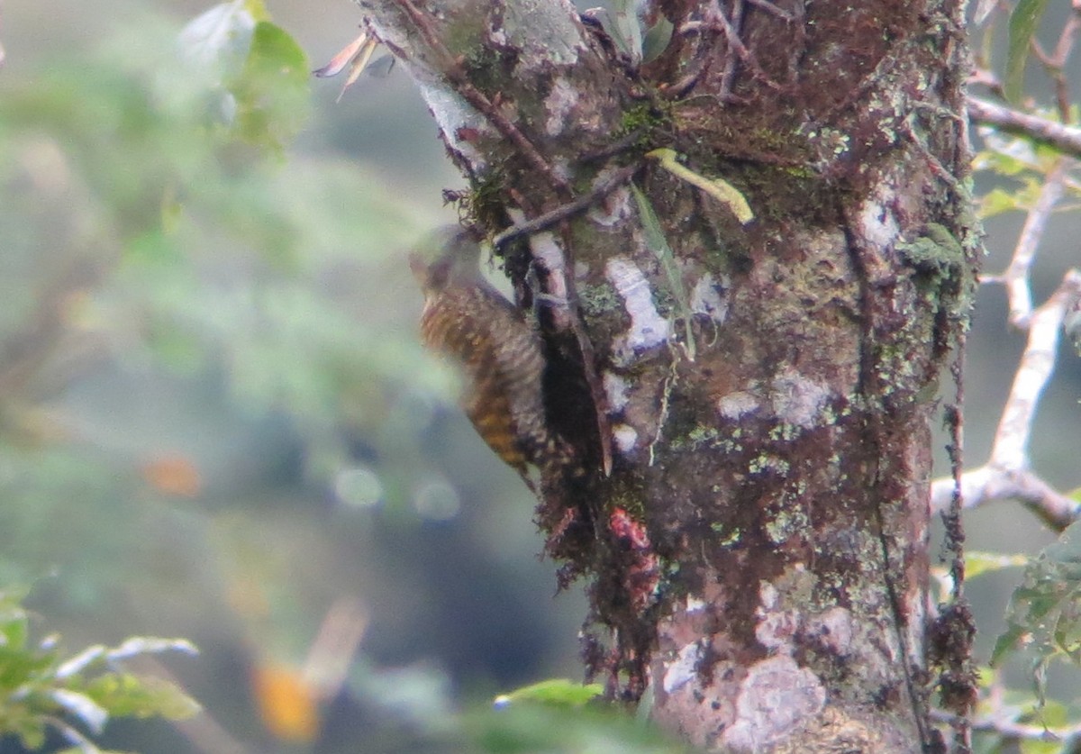 White-spotted Woodpecker - ML247478411