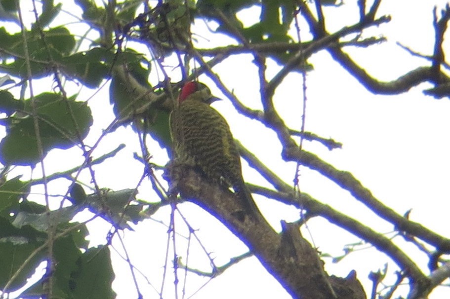 Green-barred Woodpecker - ML247478541