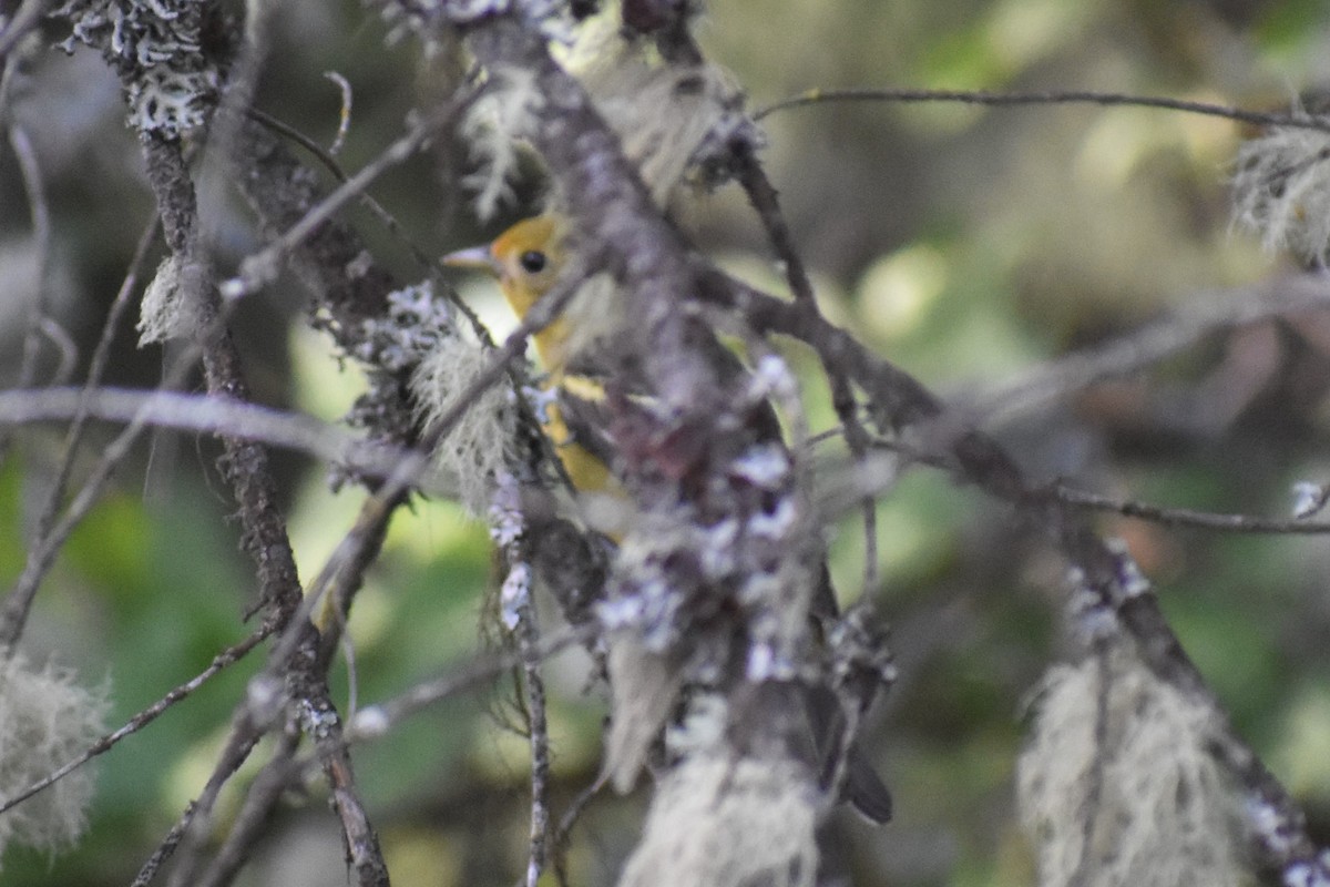 Western Tanager - ML247478591