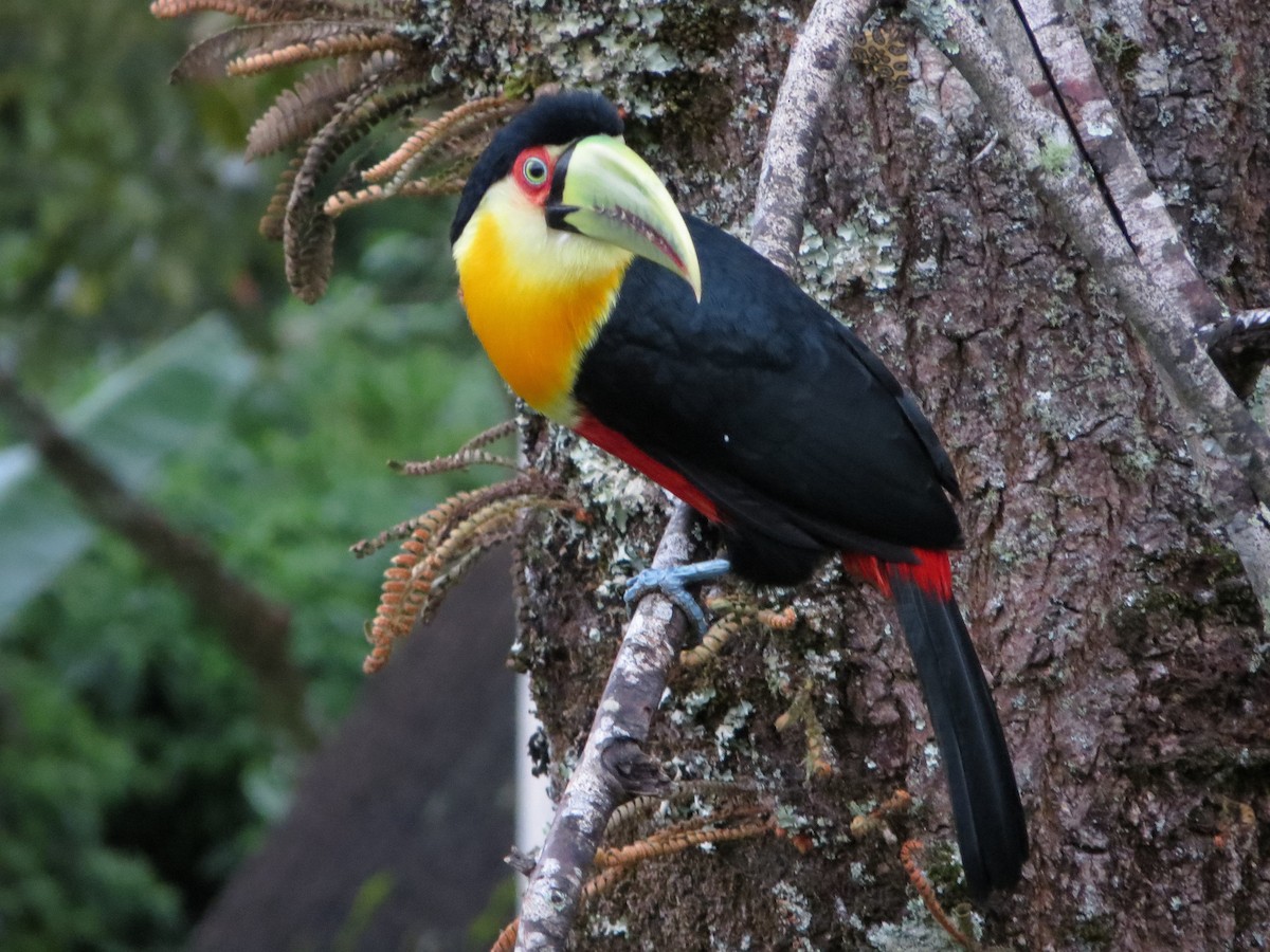 Red-breasted Toucan - ML247479481