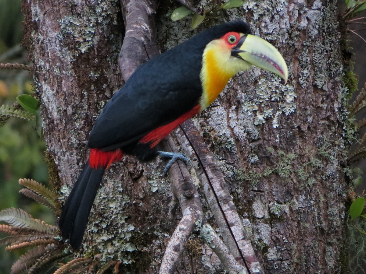 Red-breasted Toucan - ML247479501