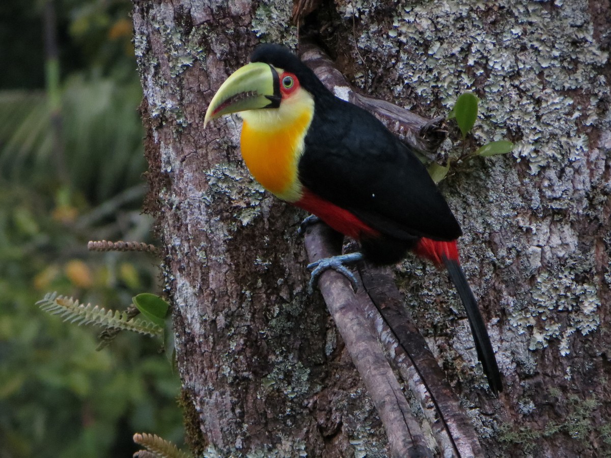 Red-breasted Toucan - ML247479511