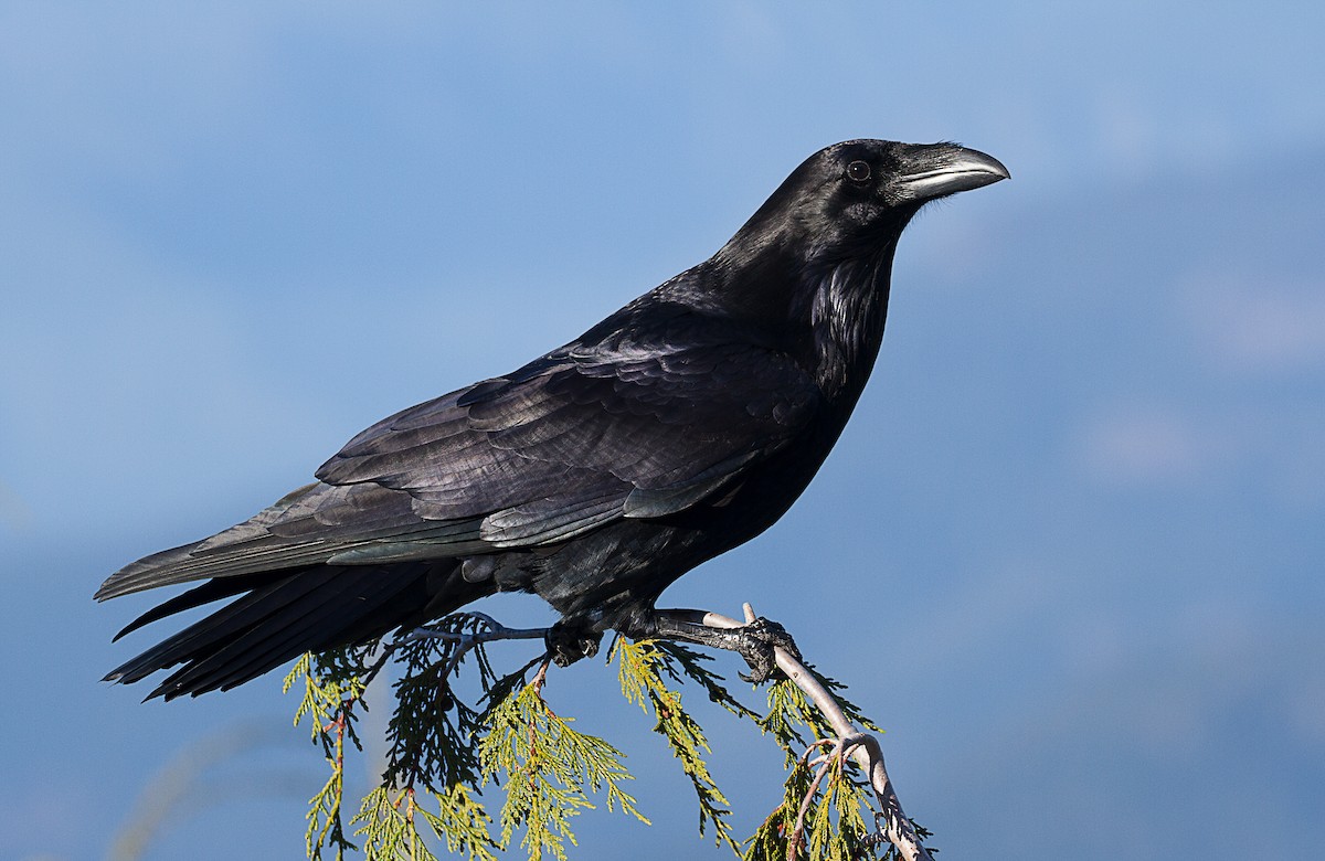 Common Raven - mark daly