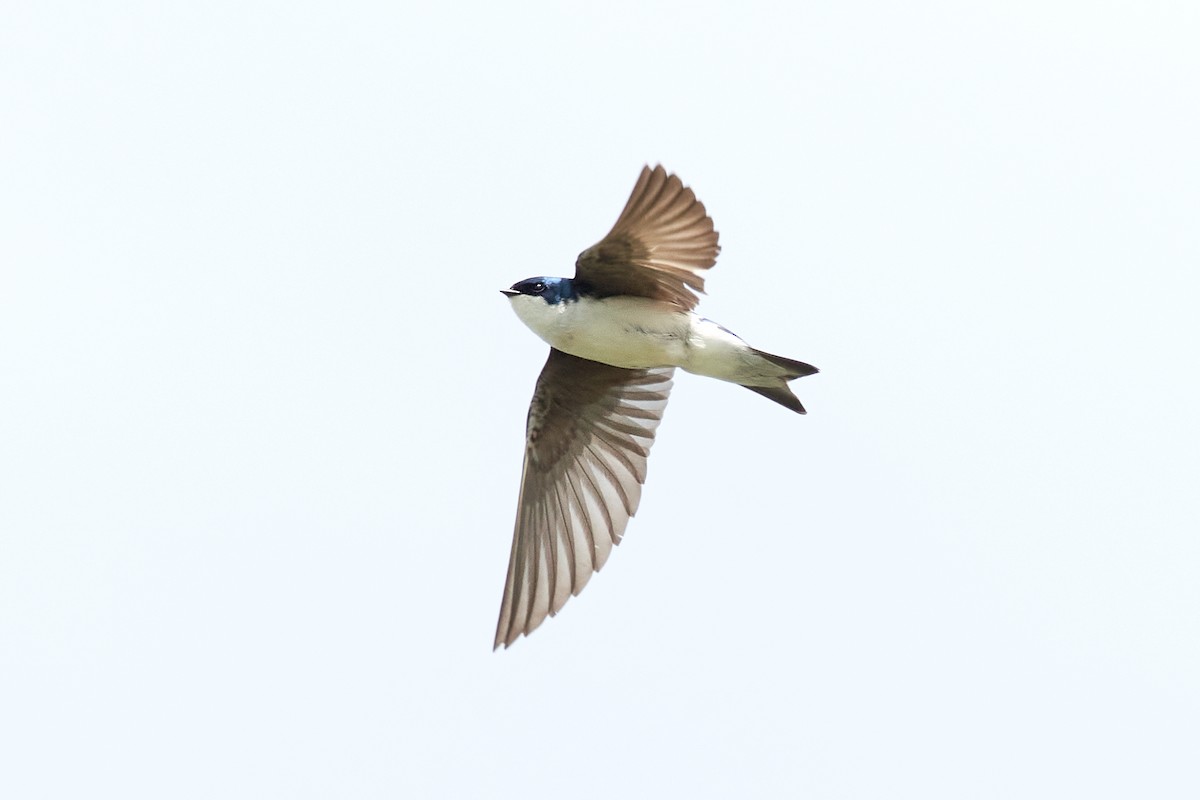 Tree Swallow - Patrice St-Pierre