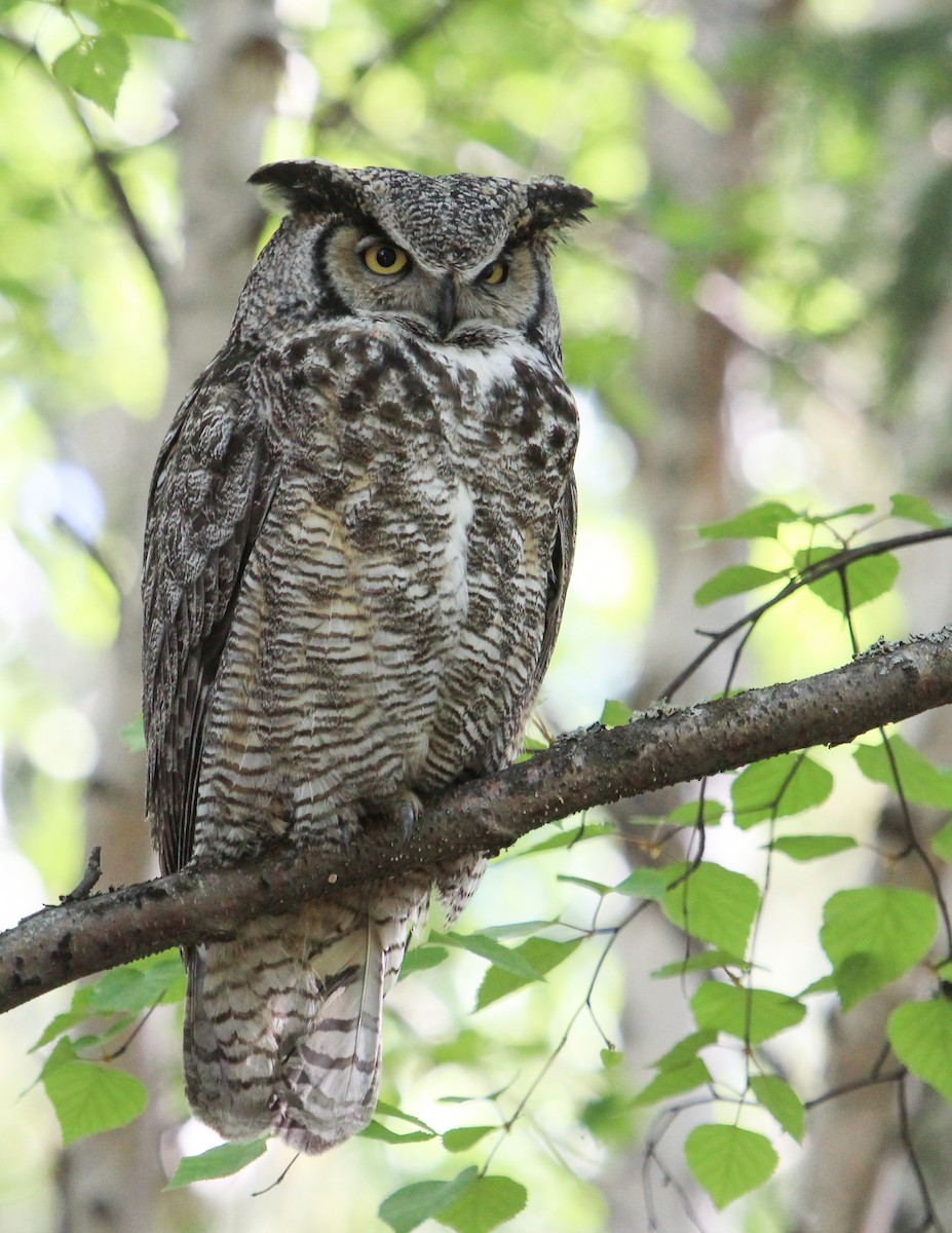 Great Horned Owl - ML247483071
