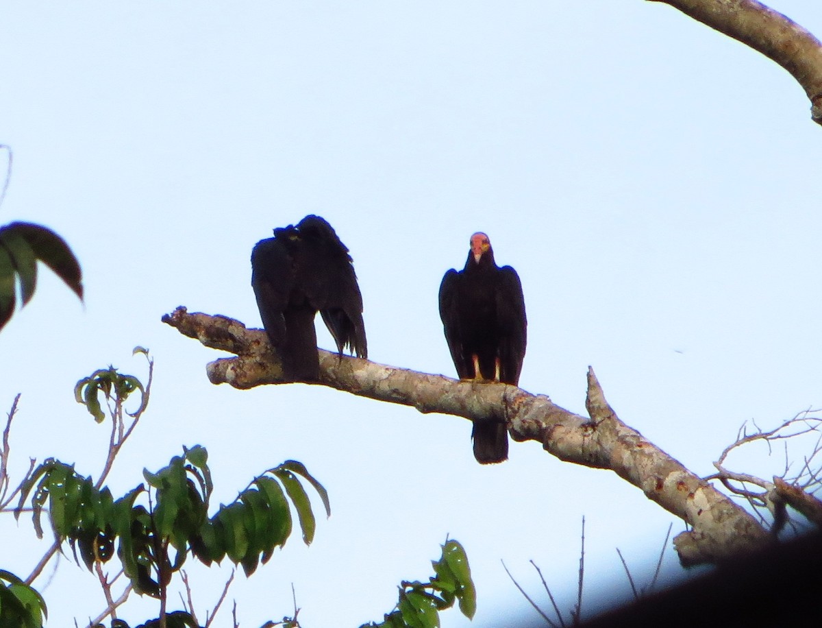 Greater Yellow-headed Vulture - ML247483821