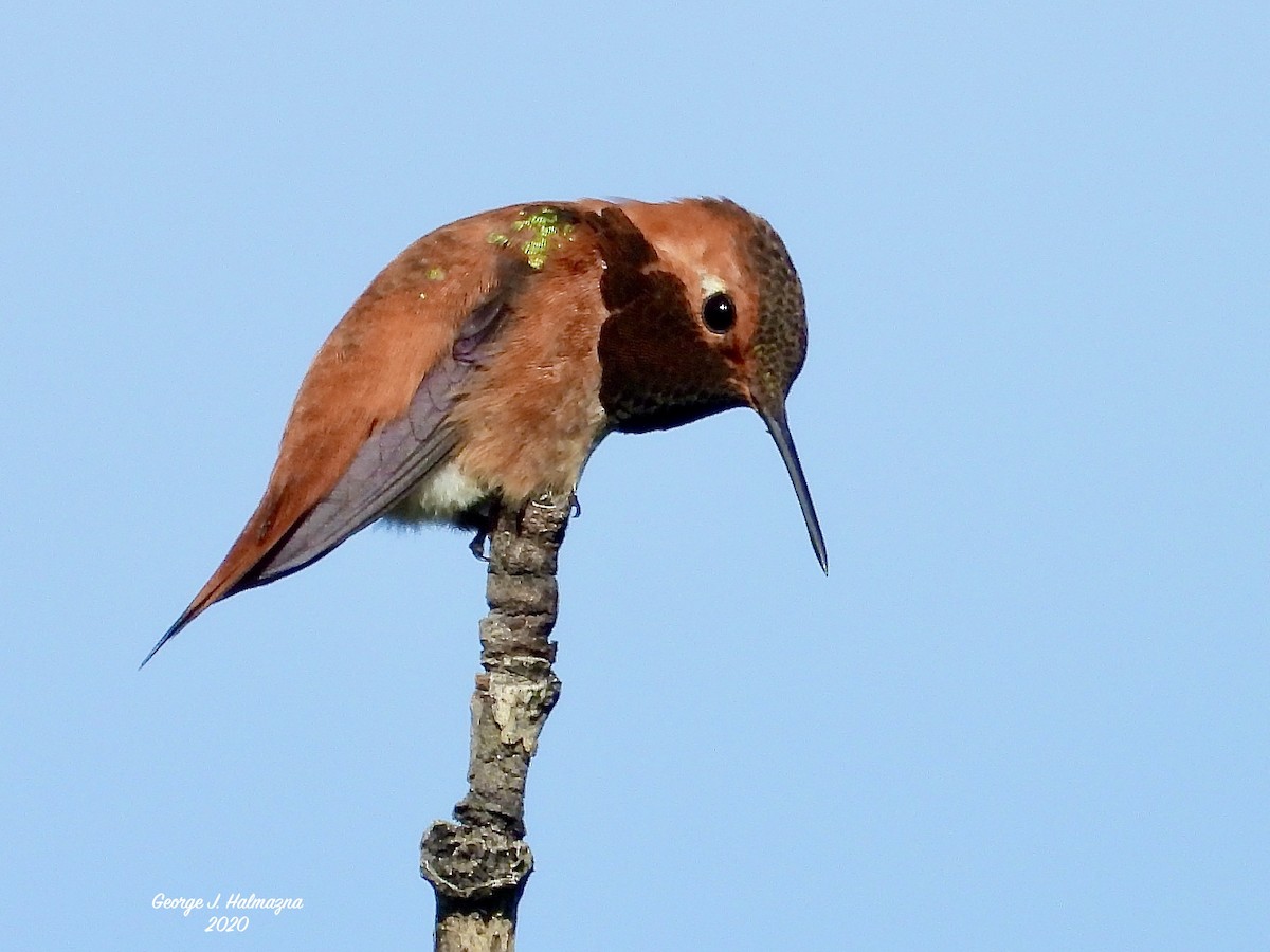 Rufous Hummingbird - ML247488371