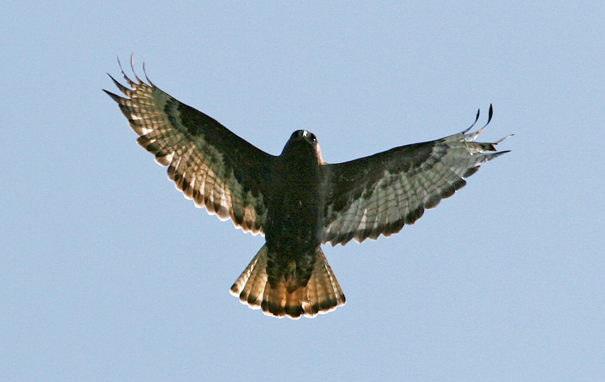Red-tailed Hawk (calurus/abieticola) - ML247489041