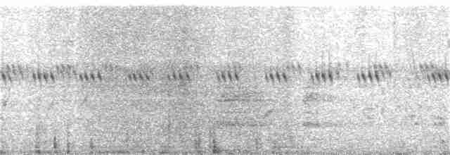 Ring-necked Pheasant - ML247490561