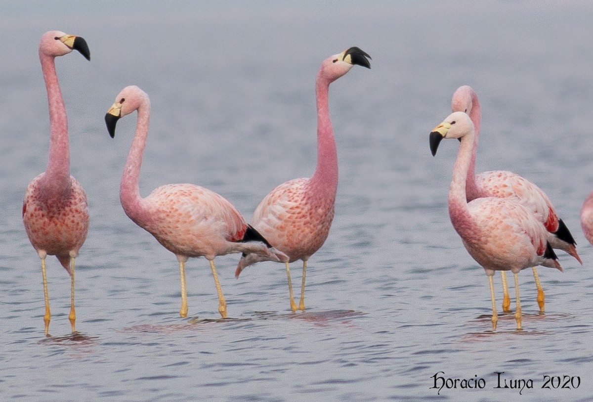 And Flamingosu - ML247491301
