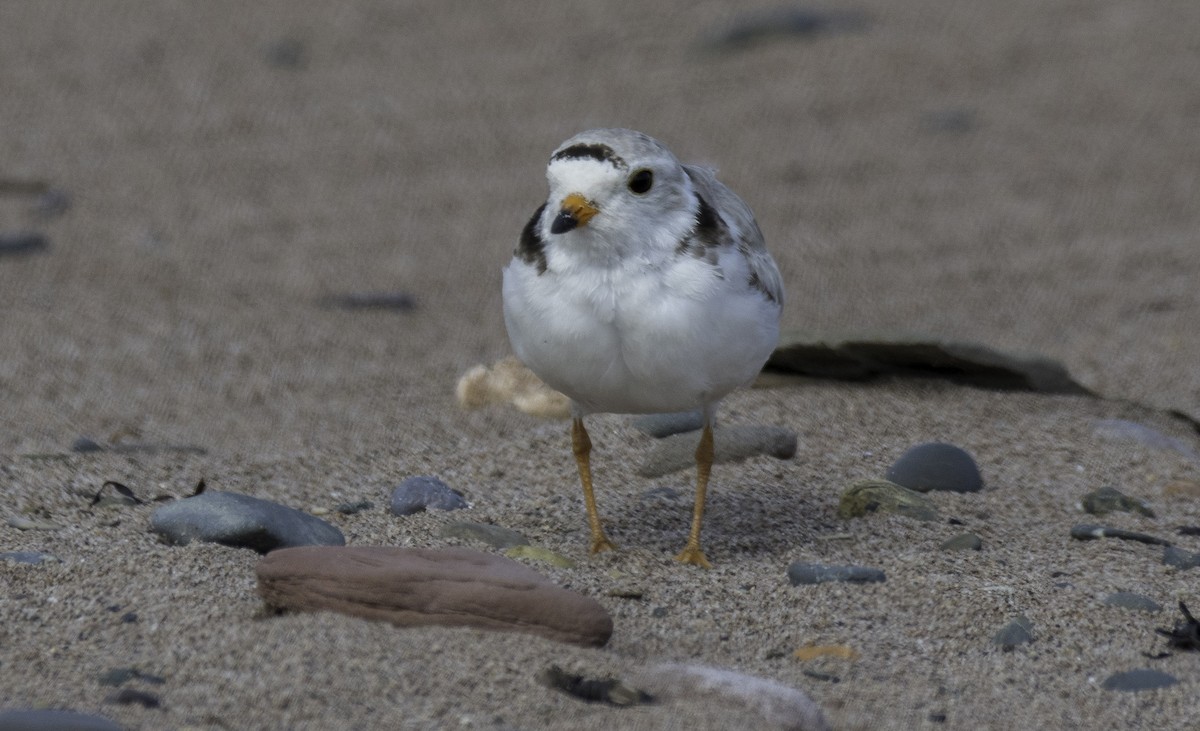 Piping Plover - ML247491341