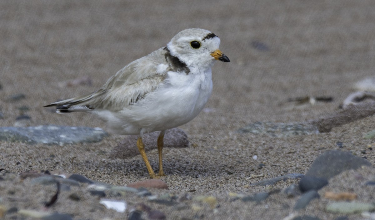 Piping Plover - ML247491371