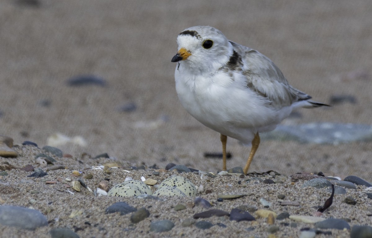 Piping Plover - ML247491381