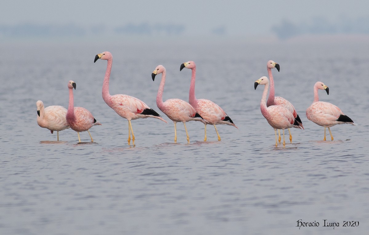 Andean Flamingo - ML247491721