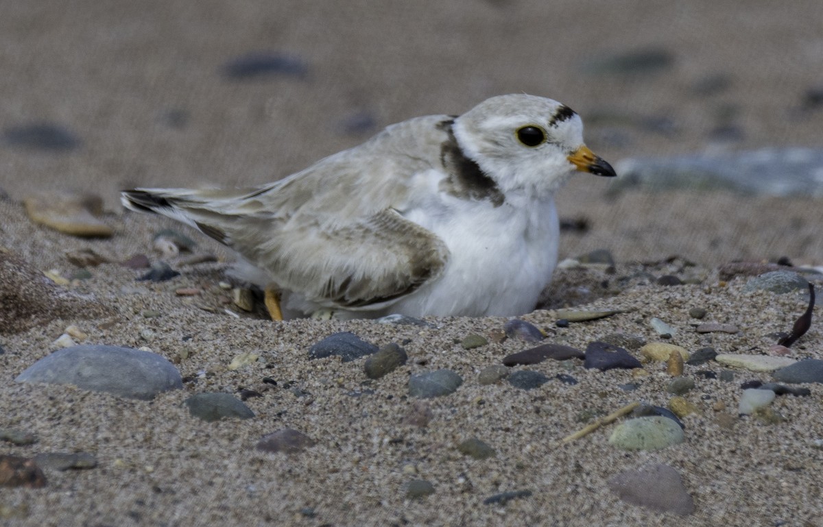 Piping Plover - ML247491901