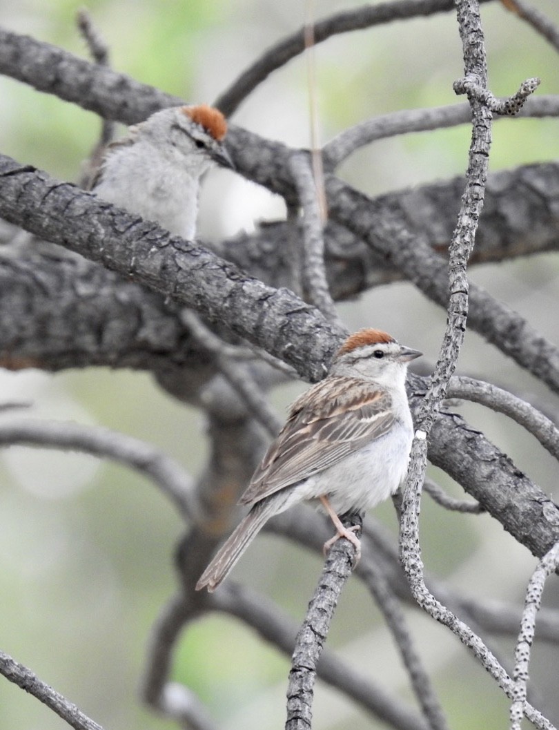 Chipping Sparrow - ML247492401
