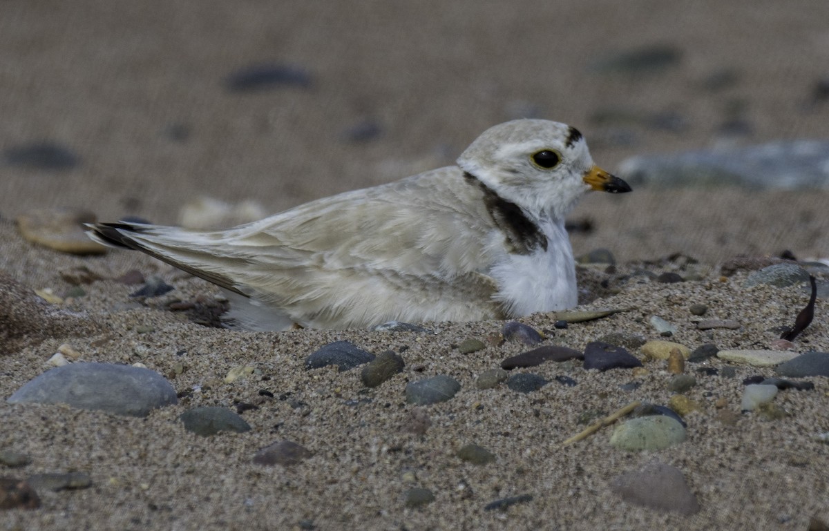 Piping Plover - ML247492411