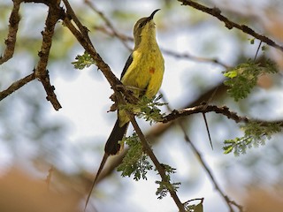 ウツクシオナガタイヨウチョウ - eBird