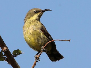 ウツクシオナガタイヨウチョウ - eBird