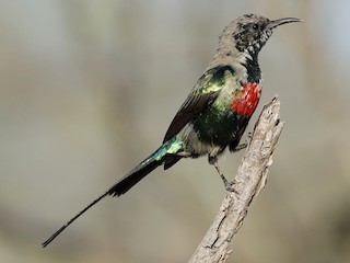 ウツクシオナガタイヨウチョウ - eBird