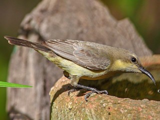 オナガギフチョウ（オス、中国陜西省） オナガギフチョウ（オス、中国陜西省）