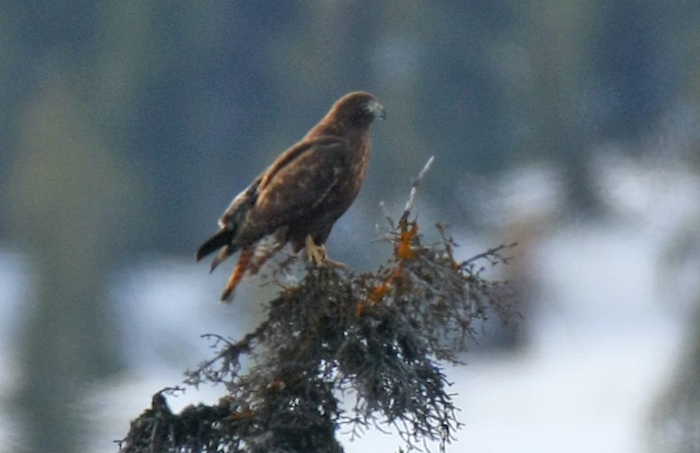 Red-tailed Hawk (calurus/abieticola) - ML247493491