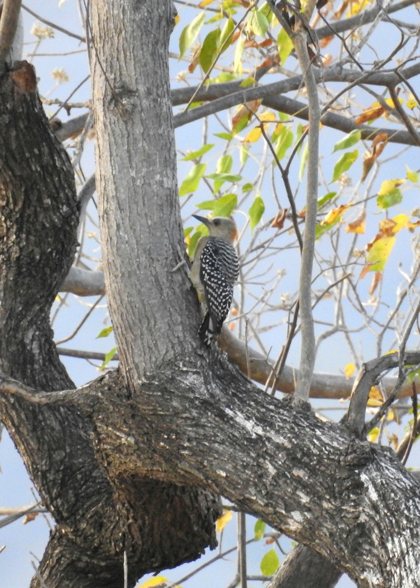 Red-crowned Woodpecker - ML24749651