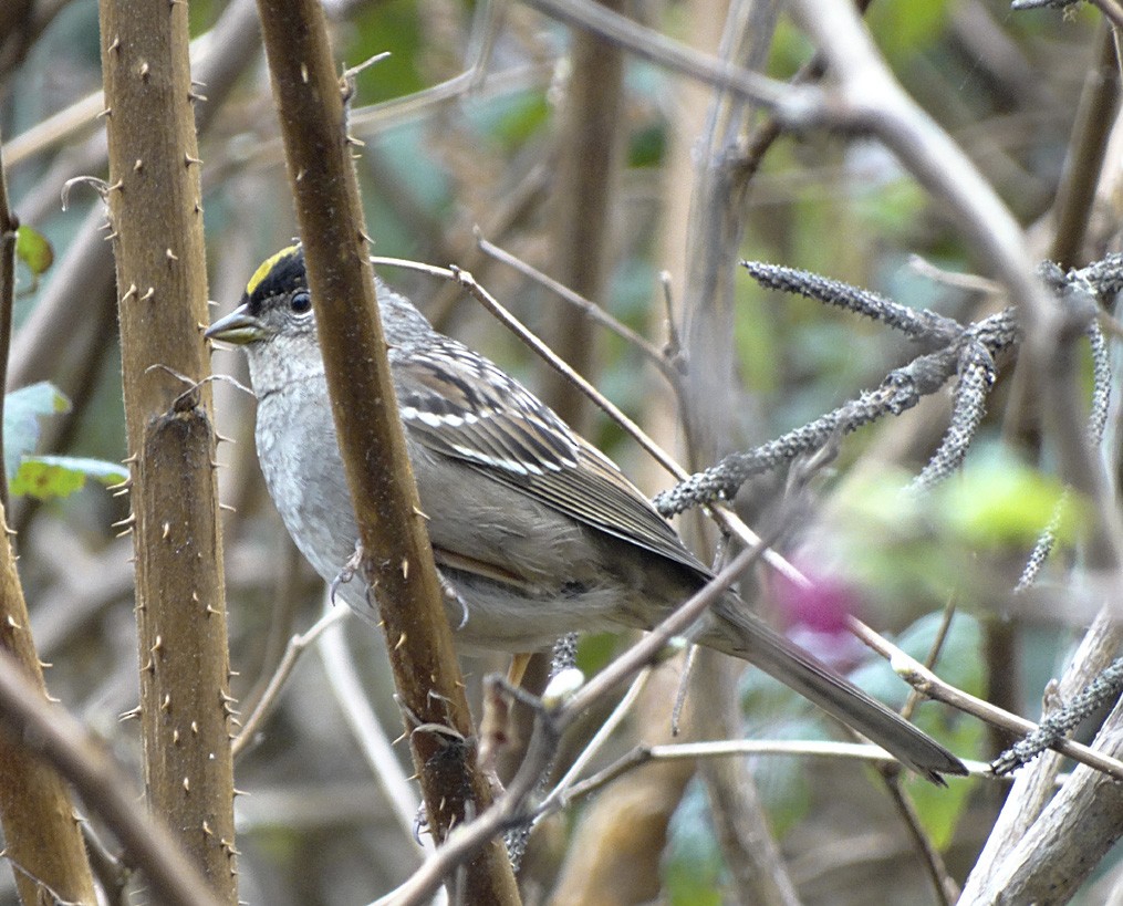 Golden-crowned Sparrow - ML24750111