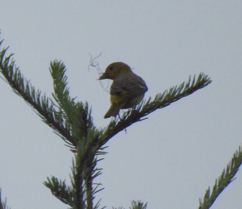 Western Tanager - ML247504421