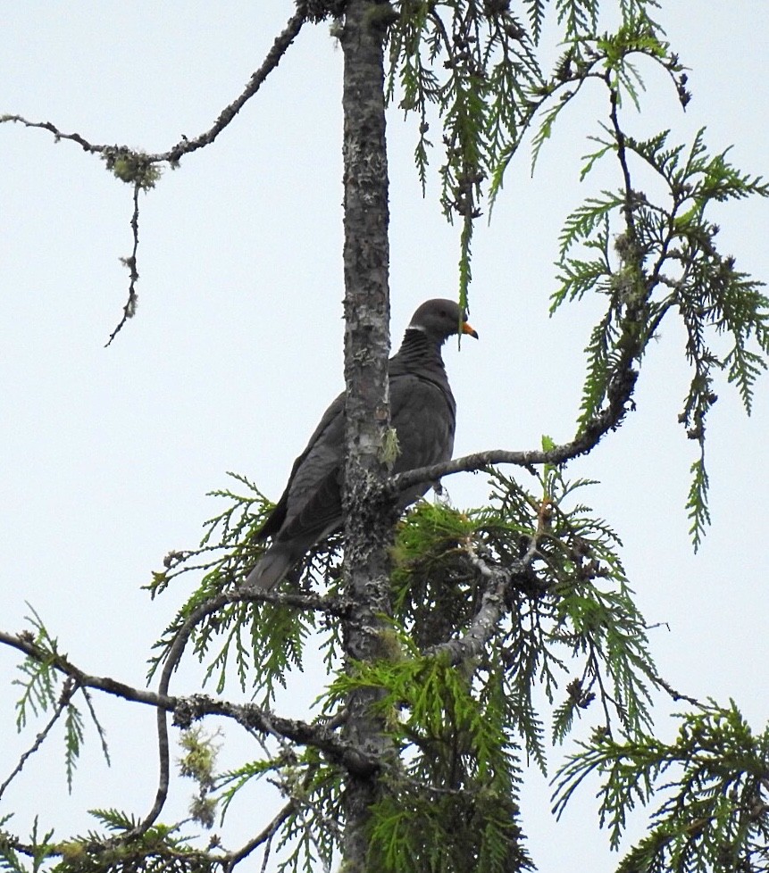 Band-tailed Pigeon - ML247504551
